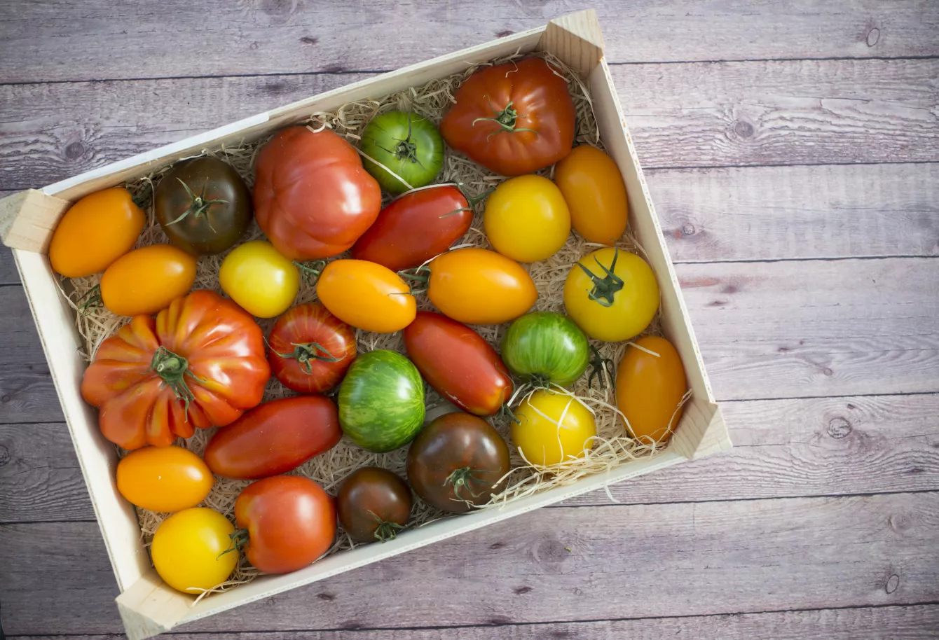 Healthy eating a box full of different tomatoes