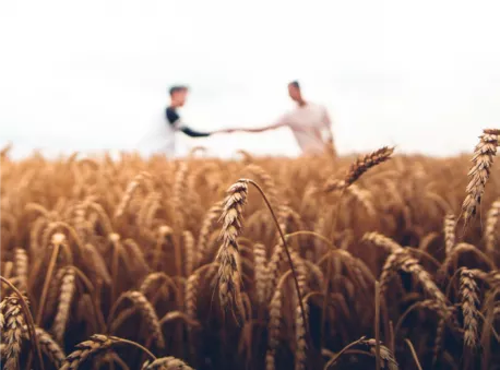 Responsible sourcing charter - fields of wheat