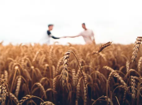 Responsible sourcing charter - fields of wheat Responsible sourcing charter - fields of wheat